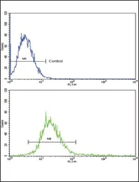 Anti-RECK antibody, Internal used in Flow cytometry (FCM). GTX80458