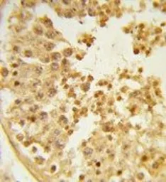 Anti-WDR37 antibody, C-term used in IHC (Paraffin sections) (IHC-P). GTX80465