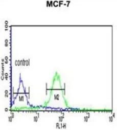 Anti-WDR37 antibody, C-term used in Flow cytometry (FCM). GTX80465