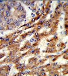 Anti-ERGIC3 antibody, N-term used in IHC (Paraffin sections) (IHC-P). GTX80486