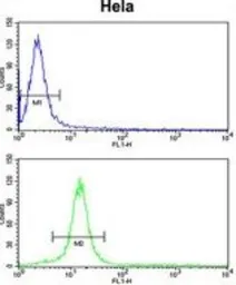 Anti-CENPH antibody, Internal used in Flow cytometry (FCM). GTX80491