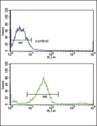 Anti-GALNT3 antibody, Internal used in Flow cytometry (FCM). GTX80494