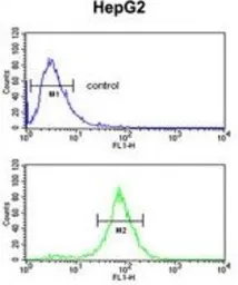 Anti-ELOVL2 antibody, N-term used in Flow cytometry (FCM). GTX80506