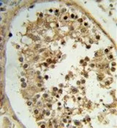Anti-ELOVL2 antibody, N-term used in IHC (Paraffin sections) (IHC-P). GTX80506