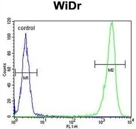 Anti-DEK antibody, C-term used in Flow cytometry (FCM). GTX80509