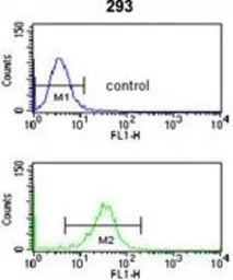 Anti-Nup153 antibody, N-term used in Flow cytometry (FCM). GTX80552