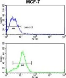 Anti-HMGA1 antibody, C-term used in Flow cytometry (FCM). GTX80558