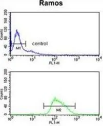 Anti-BOB1 antibody, N-term used in Flow cytometry (FCM). GTX80565