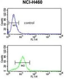 Anti-ERR beta antibody, Internal used in Flow cytometry (FCM). GTX80586