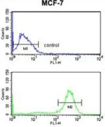 Anti-CHSY2 antibody, Internal used in Flow cytometry (FCM). GTX80597