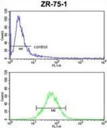 Anti-E2F5 antibody, N-term used in Flow cytometry (FCM). GTX80623