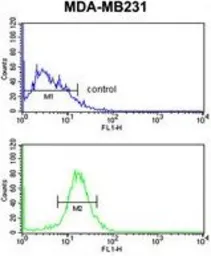 Anti-Nkx3.1 antibody, Internal used in Flow cytometry (FCM). GTX80628