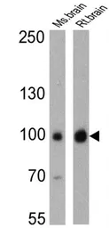 Anti-PSD95 antibody [7E3-1B8] used in Western Blot (WB). GTX80682
