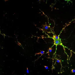 Anti-PSD95 antibody [7E3-1B8] used in Immunocytochemistry/ Immunofluorescence (ICC/IF). GTX80682