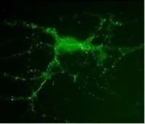 Anti-PSD95 antibody [7E3-1B8] used in Immunocytochemistry/ Immunofluorescence (ICC/IF). GTX80682