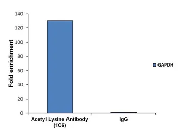Anti-Acetyl Lysine antibody [1C6] used in ChIP assay (ChIP assay). GTX80693