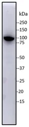 Anti-KAP1 antibody [20C1] used in Western Blot (WB). GTX80695