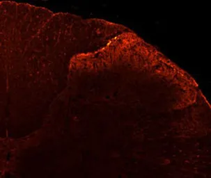 Anti-VR1/ TRPV1 antibody used in Immunohistochemistry (IHC). GTX80798