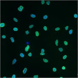 Anti-Lamin A + C antibody [mab636] used in Immunocytochemistry/ Immunofluorescence (ICC/IF). GTX80813