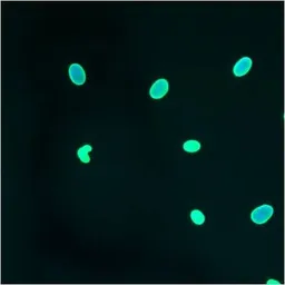 Anti-Lamin A + C antibody [mab636] used in Immunocytochemistry/ Immunofluorescence (ICC/IF). GTX80813