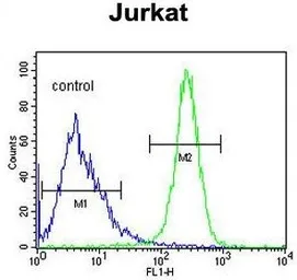 Anti-ANGEL1 antibody, C-term used in Flow cytometry (FCM). GTX80925