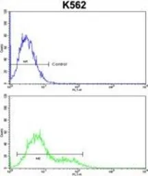 Anti-INPP4B antibody, Internal used in Flow cytometry (FCM). GTX80952