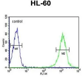 Anti-B4GalT1 antibody, C-term used in Flow cytometry (FCM). GTX80958