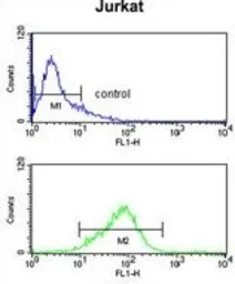 Anti-CASD1 antibody, N-term used in Flow cytometry (FCM). GTX80980