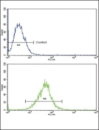 Anti-IL18 Receptor beta antibody, N-term used in Flow cytometry (FCM). GTX81019