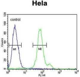 Anti-CTPS2 antibody, N-term used in Flow cytometry (FCM). GTX81032
