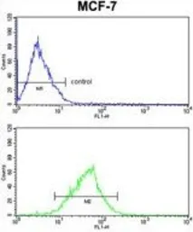 Anti-MDFIC antibody, N-term used in Flow cytometry (FCM). GTX81076