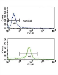 Anti-CACNA2D1 antibody, N-term used in Flow cytometry (FCM). GTX81084