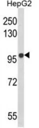 Anti-BANK1 antibody, Internal used in Western Blot (WB). GTX81106