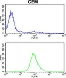 Anti-MPZ antibody, C-term used in Flow cytometry (FCM). GTX81135