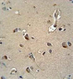 Anti-MPZ antibody, C-term used in IHC (Paraffin sections) (IHC-P). GTX81135