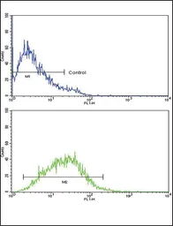 Anti-CXCL8 / IL8 antibody, C-term used in Flow cytometry (FCM). GTX81140
