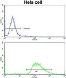 Anti-LMOD1 antibody, Internal used in Flow cytometry (FCM). GTX81141