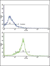 Anti-Wnt5b antibody, Internal used in Flow cytometry (FCM). GTX81146