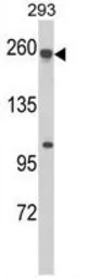 Anti-MRP5 antibody, Internal used in Western Blot (WB). GTX81163