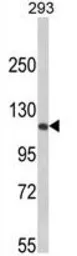 Anti-Rb antibody, C-term used in Western Blot (WB). GTX81164