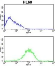 Anti-LMP2 antibody, C-term used in Flow cytometry (FCM). GTX81175