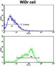 Anti-Bim antibody, Internal used in Flow cytometry (FCM). GTX81177