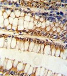 Anti-Bim antibody, Internal used in IHC (Paraffin sections) (IHC-P). GTX81177