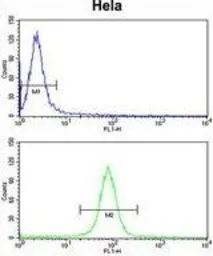 Anti-Calmodulin antibody, C-term used in Flow cytometry (FCM). GTX81180