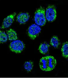 Anti-Calmodulin antibody, C-term used in Immunocytochemistry/ Immunofluorescence (ICC/IF). GTX81180