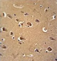 Anti-Calmodulin antibody, C-term used in IHC (Paraffin sections) (IHC-P). GTX81180