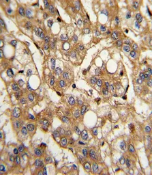 Anti-Interferon beta antibody, N-term used in IHC (Paraffin sections) (IHC-P). GTX81187