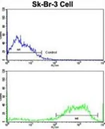 Anti-SSH3BP1 antibody, N-term used in Flow cytometry (FCM). GTX81190