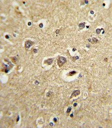 Anti-LRPAP1 antibody, C-term used in IHC (Paraffin sections) (IHC-P). GTX81193