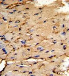 Anti-PEA15 antibody, C-term used in IHC (Paraffin sections) (IHC-P). GTX81197